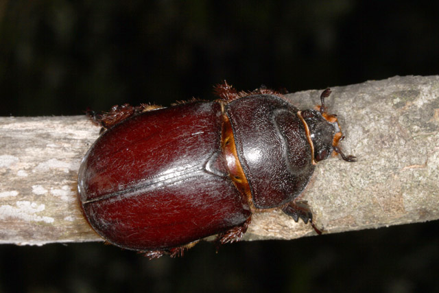 Oryctes nasicornis - Copyright Denis Bourgeois